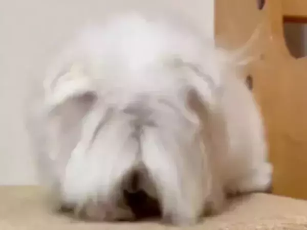 一度スイッチが入ると…　激しくヘドバンするマルチーズに「犬に見えない」「紅が聞こえてくる」