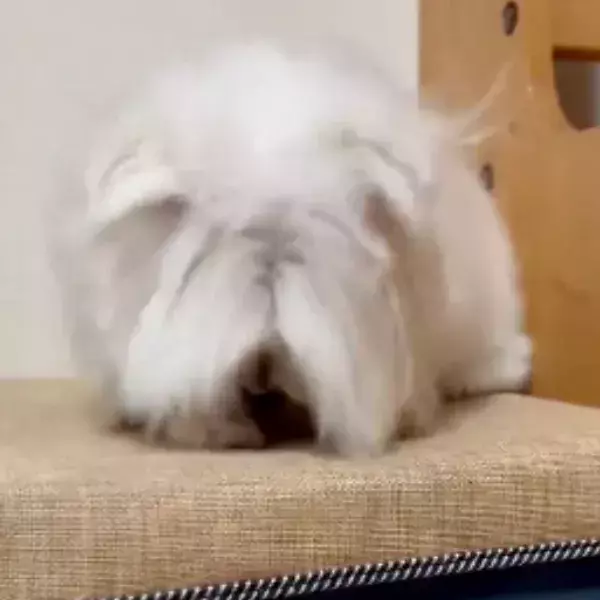 一度スイッチが入ると…　激しくヘドバンするマルチーズに「犬に見えない」「紅が聞こえてくる」