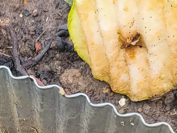 「誰かが割ったんでしょ？」木から落ちた洋梨の『あり得ない断面』に、突きつけられた決定的な証拠