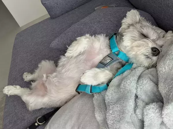 極度の散歩嫌いの犬　ハーネスをつけた後にとった行動が？「回避のプロだ」「面白すぎる」　