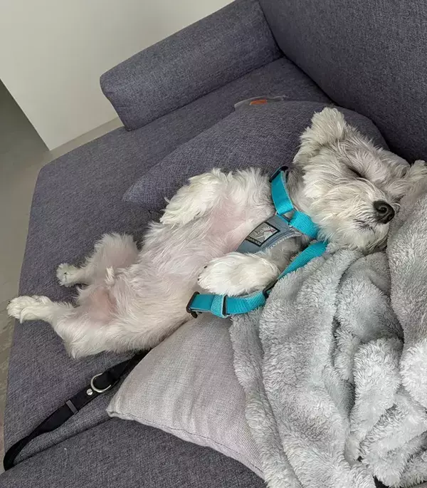 極度の散歩嫌いの犬　ハーネスをつけた後にとった行動が？「回避のプロだ」「面白すぎる」　