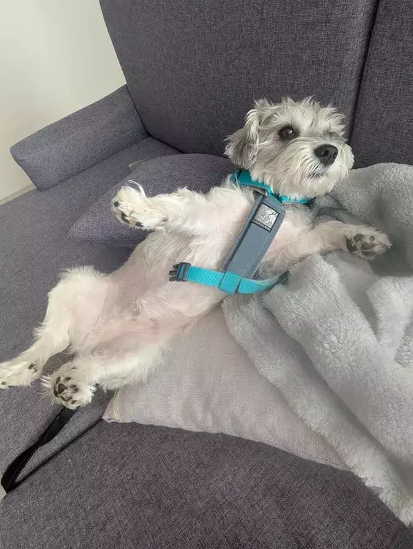 極度の散歩嫌いの犬　ハーネスをつけた後にとった行動が？「回避のプロだ」「面白すぎる」　