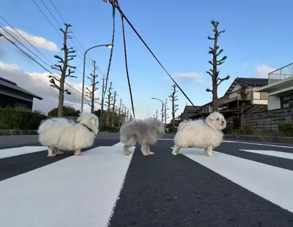横断歩道を一列で渡る3匹の犬　奇跡の1枚に「かわいい」「素敵すぎ」