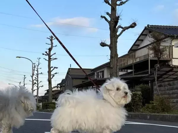 横断歩道を一列で渡る3匹の犬　奇跡の1枚に「かわいい」「素敵すぎ」
