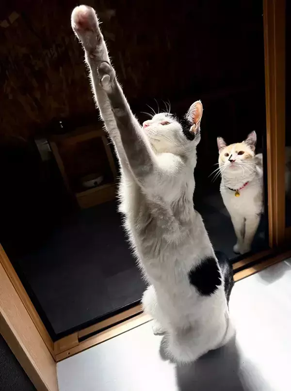 先輩猫の『虫の捕まえ方講座』にクスッ　「神々しいフォーム」「頼もしい」