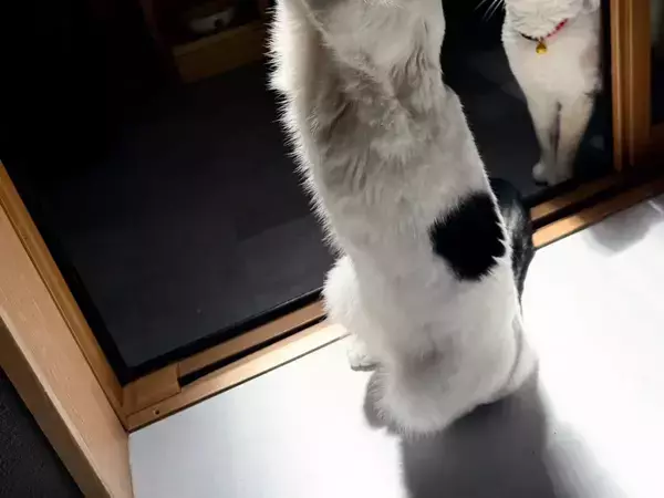 先輩猫の『虫の捕まえ方講座』にクスッ　「神々しいフォーム」「頼もしい」