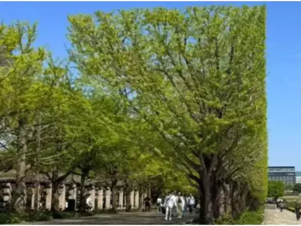 公園に並ぶただの木々、と思いきや？　ありえない光景に「脳がバグった」「合成写真かと」