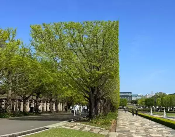 公園に並ぶただの木々、と思いきや？　ありえない光景に「脳がバグった」「合成写真かと」