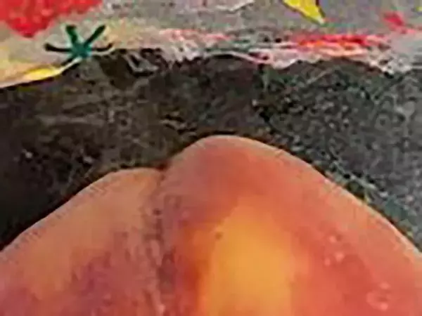 収穫して袋を外すと…？　ある桃に起きた『まさかの事態』が「完全にドラゴンボール」だと話題