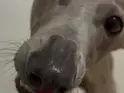飼い主「大好物を手渡ししてみた」　犬の口元を見ると…「なんて賢い子！」「愛を感じる」