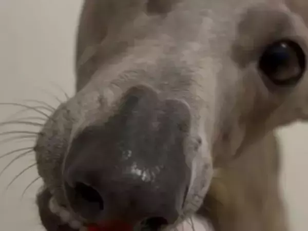 飼い主「大好物を手渡ししてみた」　犬の口元を見ると…「なんて賢い子！」「愛を感じる」