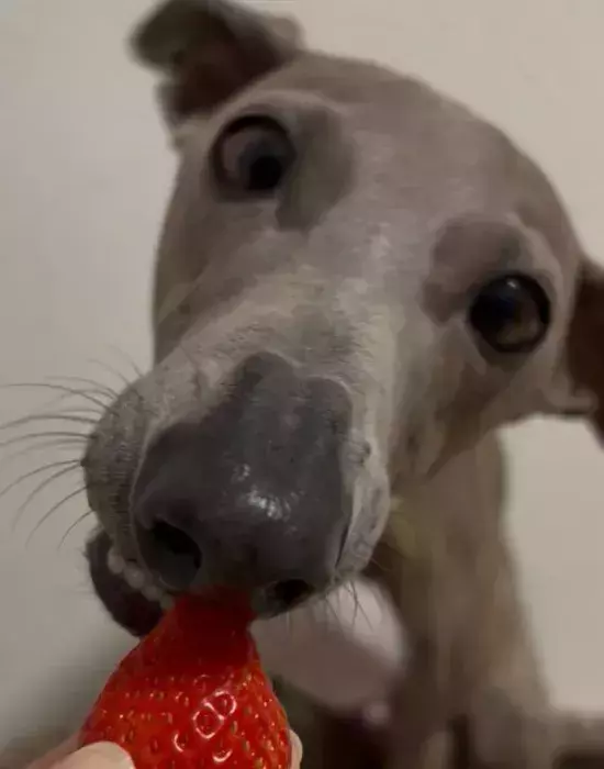 飼い主「大好物を手渡ししてみた」　犬の口元を見ると…「なんて賢い子！」「愛を感じる」