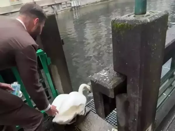 アスファルトの上、トボトボ歩く白鳥…　後ろから寄り添う男性の『絶妙な距離感』に称賛の嵐