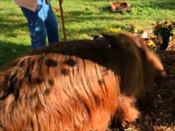 おばあさんの庭に穴を掘った犬　庭を荒らしているのかと思いきや…？「ウルっときた」「とてもいい子」