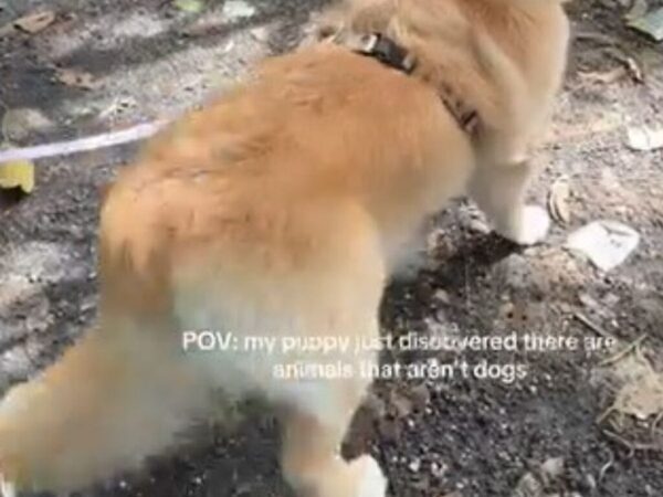 「新種の犬…？」　初めて『犬じゃない』動物を見たゴールデンレトリバーの反応が…「めちゃ混乱してる」