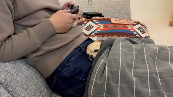 動物病院に連れて行かれた犬　帰宅後の姿に「顔に出すぎ」「うんうん分かるよ」