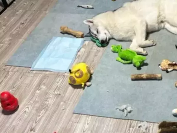 オモチャが散乱する部屋　現場にいた『犯人』の姿に「思わず笑った」「現行犯すぎる」