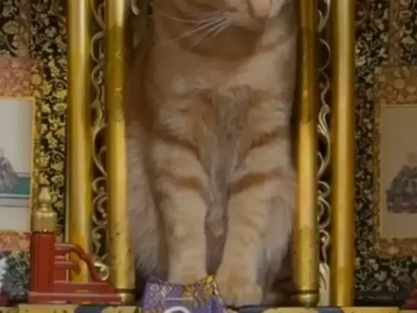 家中探しても見つからなかった猫　発見された場所に「大爆笑」「ここいいなって思ってそう」