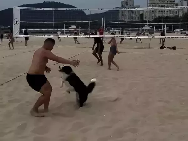 フットバレーで神トスを連発する『犬』　得点した瞬間に…？　「信じられない」「世界一頭がよい」