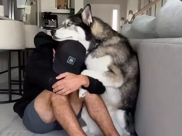 「大丈夫…？」　ぬいぐるみを差し出すゴールデン　『まさかの結末』に「爆笑」「かわいすぎ」