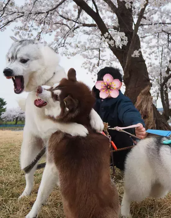 飼い主「心が落ち着くよね」　桜の下の愛犬を見ると？「それどころか」「面白すぎ」