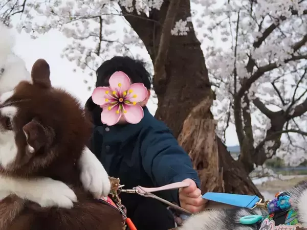 飼い主「心が落ち着くよね」　桜の下の愛犬を見ると？「それどころか」「面白すぎ」