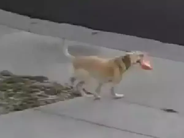 まさかの理由に驚き…　犬のために続けた『ある習慣』に「愛が深い」「尊すぎる」