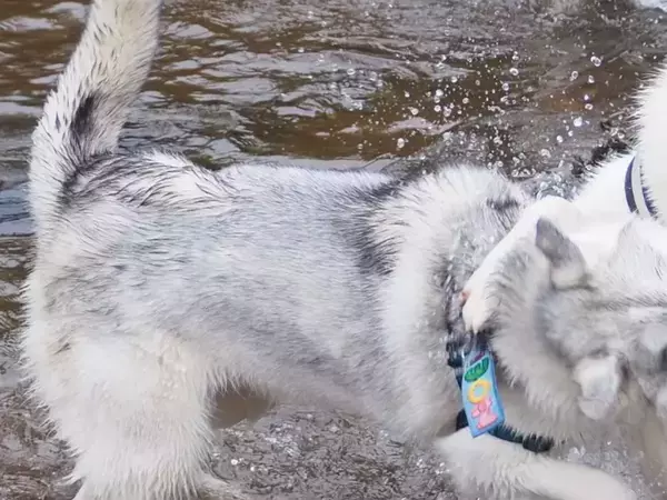 妹犬と久しぶりに再会した兄犬　1秒後の姿に「爆笑した」「顔がツボ」