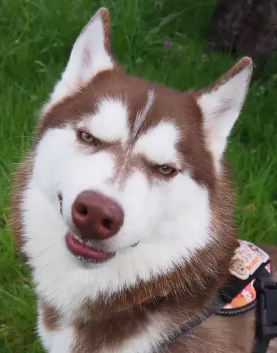 ハスキーの女の子が遠くを見つめて…　想像とは違うギャップに「結婚して！」「全犬種が惚れそう」