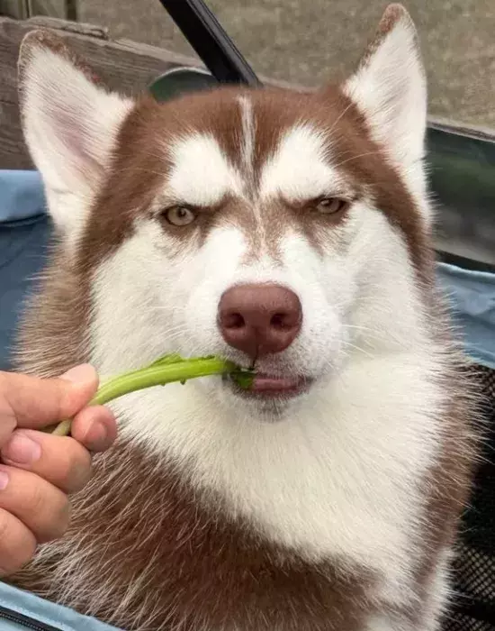 ハスキーの女の子が遠くを見つめて…　想像とは違うギャップに「結婚して！」「全犬種が惚れそう」