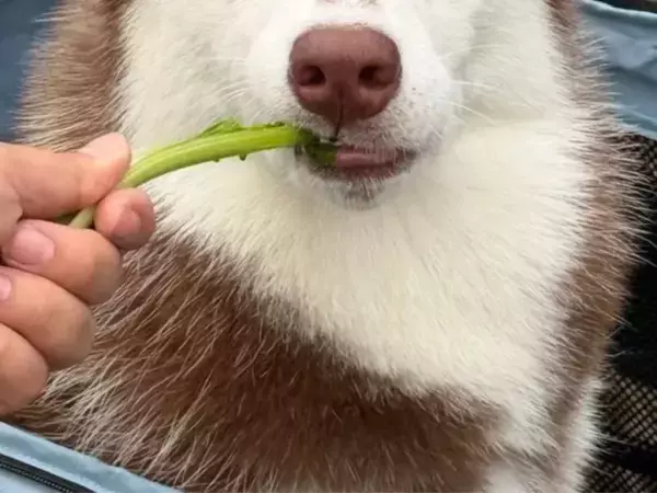 ハスキーの女の子が遠くを見つめて…　想像とは違うギャップに「結婚して！」「全犬種が惚れそう」