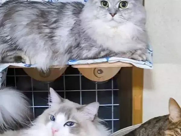 おすまし顔で座る猫2匹　その隣に…？「インパクトすごい」「一体何が…」