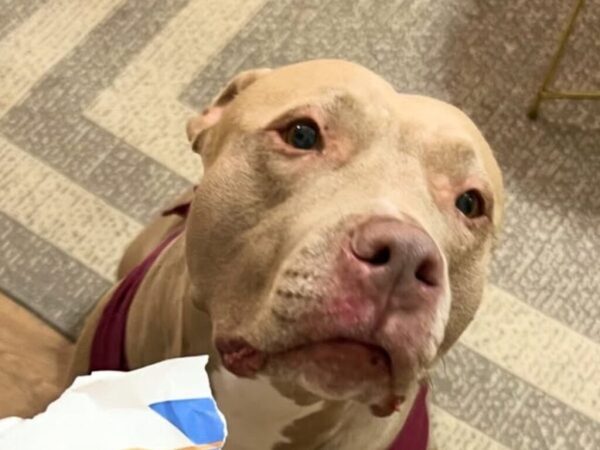 しつけ教室を修了したばかりの犬　記念写真に128万『いいね』がついたワケは？「大笑いした！」