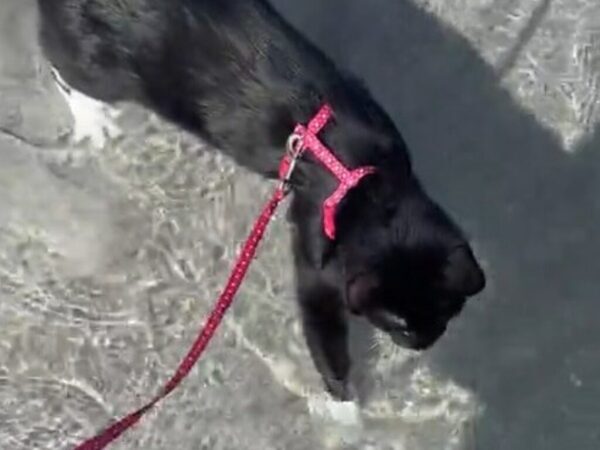 「こんな猫、初めて見た」　930万人を驚かせた猫の『行動』とは？