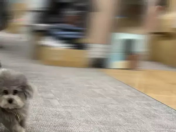 月曜のオフィスを駆け抜ける社員犬　捉えた1枚に「どんな役職？」「背景のブレ方よ」