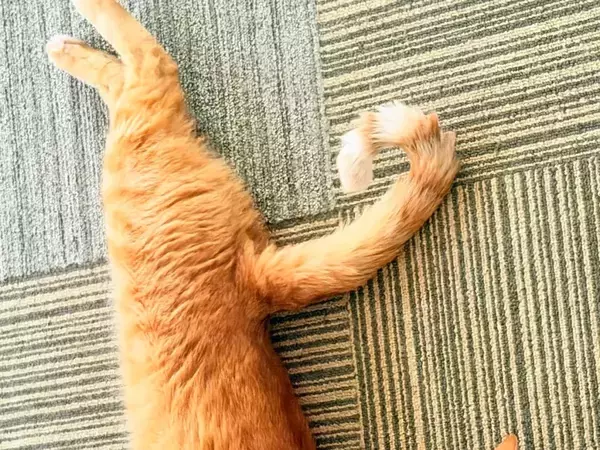 飼い主「猫背の概念が覆る」　寝起きの猫が見せた姿に「こんがり揚がってるね」