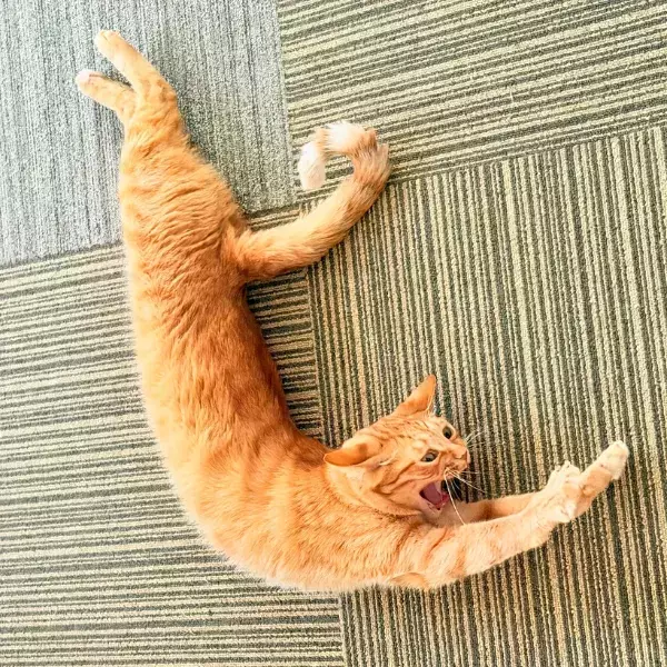 飼い主「猫背の概念が覆る」　寝起きの猫が見せた姿に「こんがり揚がってるね」
