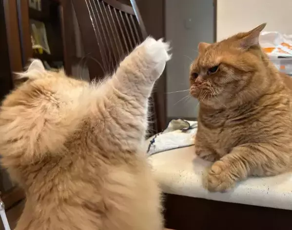 立ち上がって本気の殴り合いをする2匹の猫　結末に「誰も傷つかない」「平和すぎる」