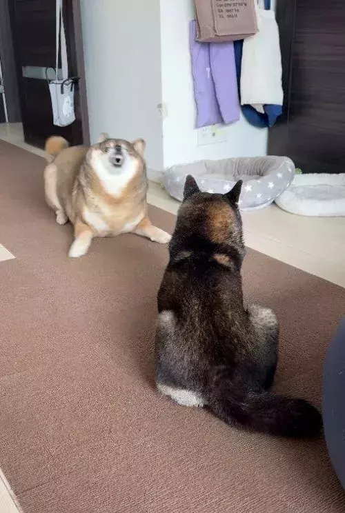 飼い主「何この生き物」　遊びに誘う柴犬の顔面が？「アザラシかな」「変異種」