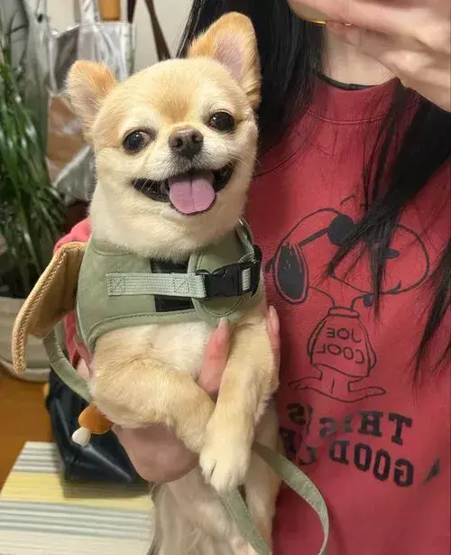飼い主の腕で笑顔だった犬が？　母に抱かれた途端に見せた『塩対応』の極みがこちら