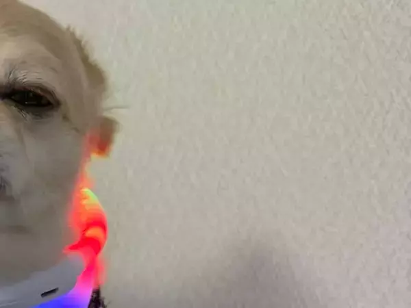 飼い主の腕で笑顔だった犬が？　母に抱かれた途端に見せた『塩対応』の極みがこちら