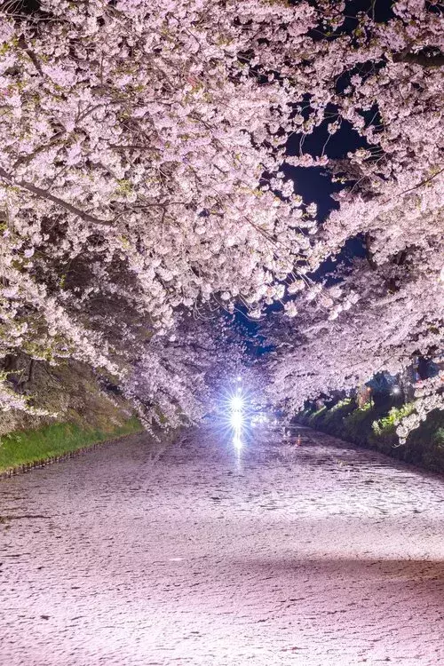 堀を埋め尽くす『ピンクの絨毯』　絶景に「本当にすごすぎ」「絶対に行く！」