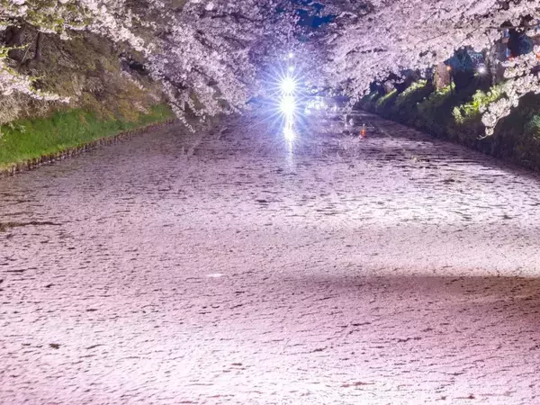 堀を埋め尽くす『ピンクの絨毯』　絶景に「本当にすごすぎ」「絶対に行く！」