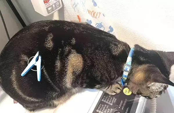 飼い主「どうしてそうなった」　叫び声を上げながら爆走する猫に「思わず笑った」「これは二度見するわ」
