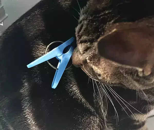飼い主「どうしてそうなった」　叫び声を上げながら爆走する猫に「思わず笑った」「これは二度見するわ」