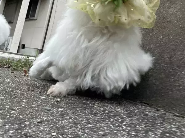 『拾い食い防止ネット』をつけた犬　散歩中の姿に「爆笑した」「最高の写真」