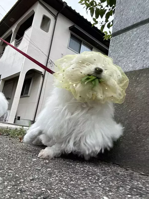 『拾い食い防止ネット』をつけた犬　散歩中の姿に「爆笑した」「最高の写真」