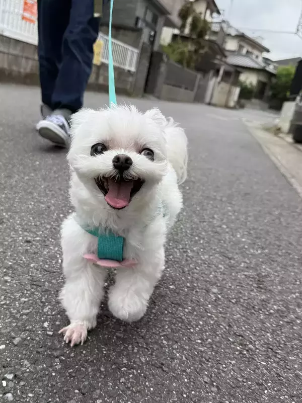 ワクチンを打たれた犬の『ビフォーアフター』　3枚目の表情に「漫画みたい」「最高」