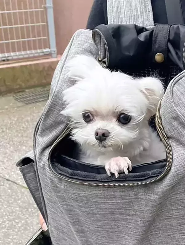 ワクチンを打たれた犬の『ビフォーアフター』　3枚目の表情に「漫画みたい」「最高」