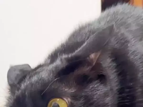 信じてください、本当に同じ猫です　2枚の写真に「ウソだろ…」「我が家も完全にこれ」